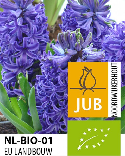 BIO Hyacinthus Blue Pearl